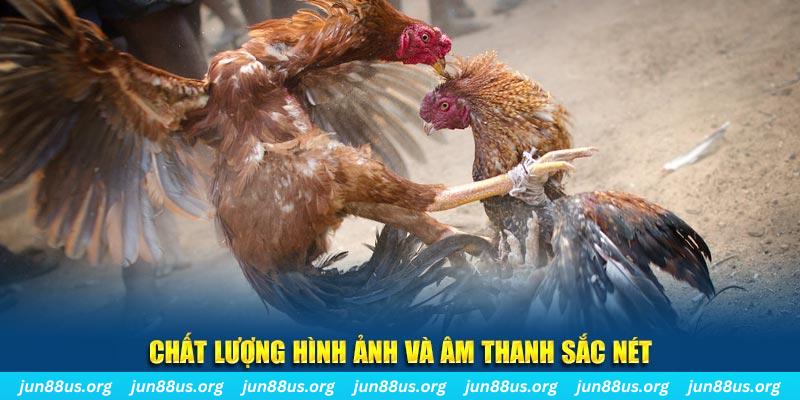 gà chọi tiêu phong