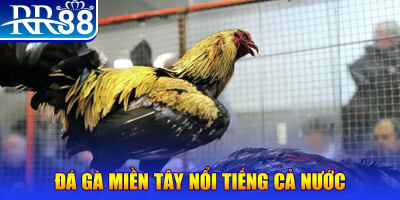 sunwin20 đá gà 88